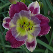 Spacecoast Wacky Wednesday Daylily